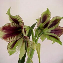 Location: North Carolina, USA. USDA zone 7b.
Date: February 18, 2009
A well-grown mature bulb can produce three flowers.