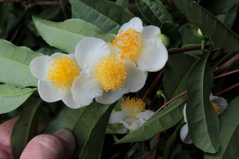 Photo of Tea Plant (Camellia sinensis) uploaded by wren