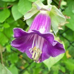 Photo of Cup and Saucer Vine (Cobaea scandens) uploaded by NJBob