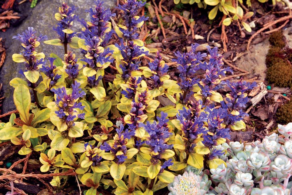 Photo of Bugleweed (Ajuga reptans 'Toffee Chip') uploaded by NJBob