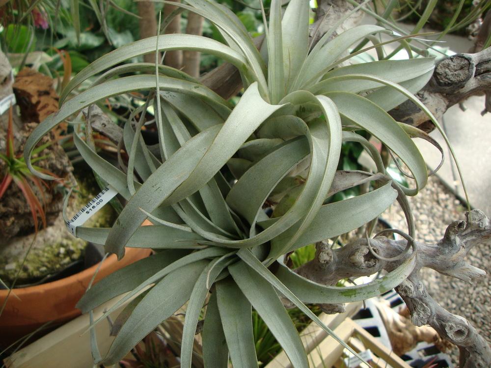 Photo of Air Plant (Tillandsia xerographica) uploaded by Paul2032