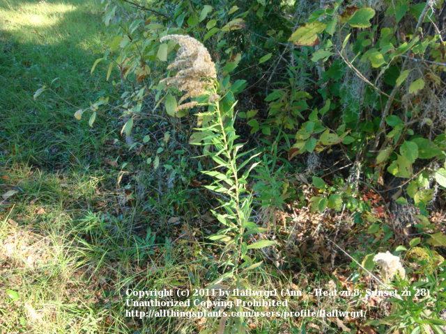 Photo of Tall Goldenrod (Solidago altissima) uploaded by flaflwrgrl