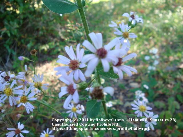 Photo of Late Purple Aster (Symphyotrichum patens) uploaded by flaflwrgrl