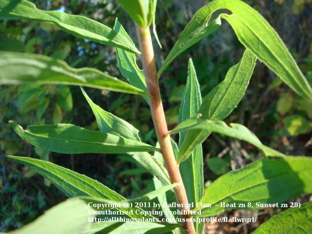 Photo of Tall Goldenrod (Solidago altissima) uploaded by flaflwrgrl