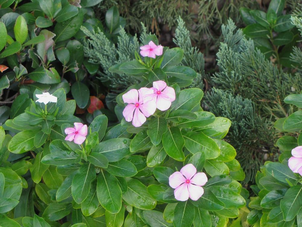 Photo of Vinca (Catharanthus roseus) uploaded by plantladylin