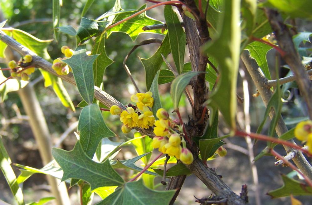 Photo of Mexican Barberry (Alloberberis trifoliolata) uploaded by LindaTX8