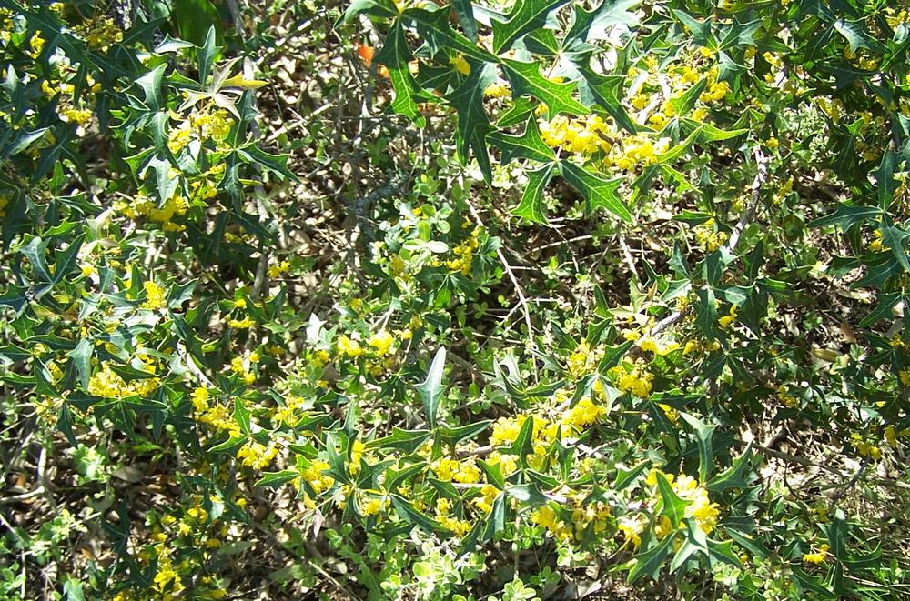 Photo of Mexican Barberry (Alloberberis trifoliolata) uploaded by LindaTX8