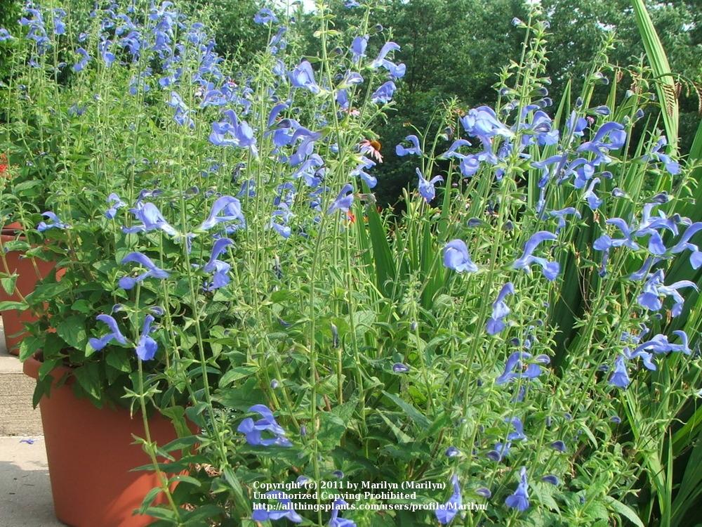Photo of Salvia (Salvia patens 'Blue Angel') uploaded by Marilyn