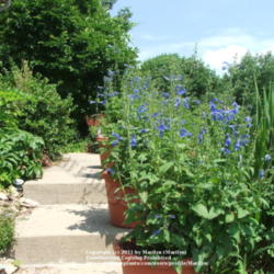 Location: My garden in Kentucky
Date: 2006-06-13
Three 16 inch containers of 'Blue Angel'.