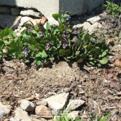 Location: My garden in Kentucky
Date: 2006-04-05
