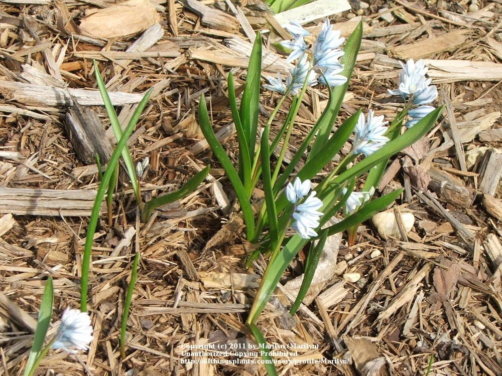 Photo of Striped Squill (Puschkinia scilloides) uploaded by Marilyn