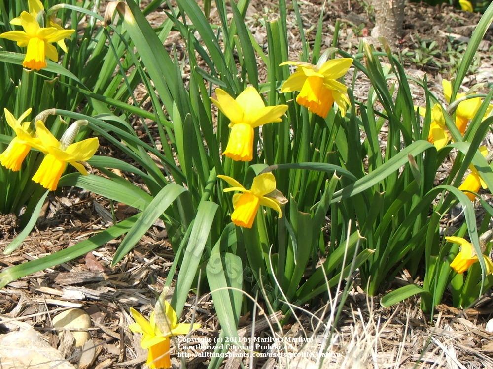 Photo of Cyclamineus Daffodil (Narcissus 'Jetfire') uploaded by Marilyn