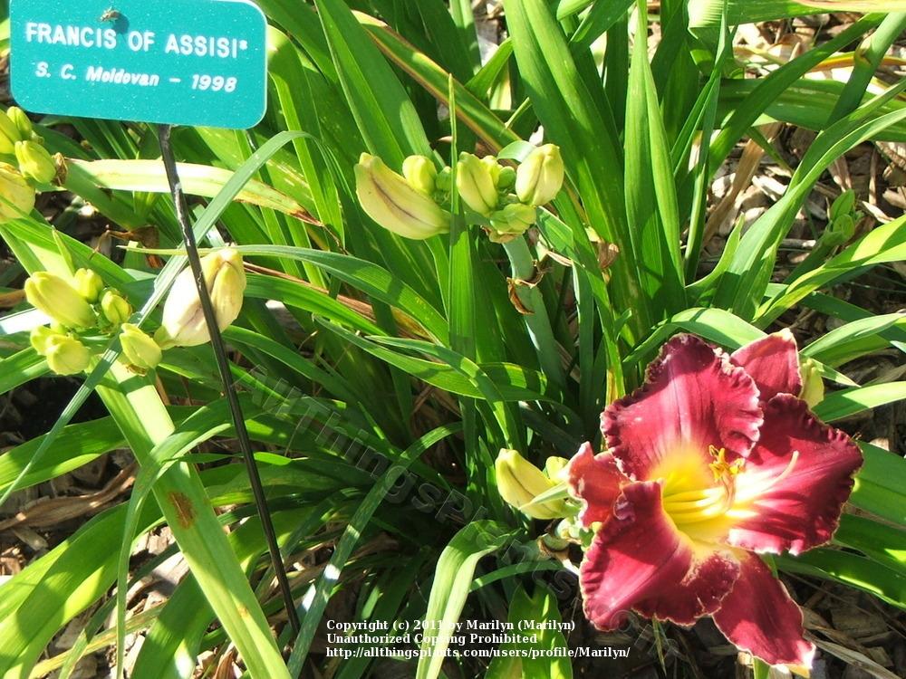 Photo of Daylily (Hemerocallis 'Francis of Assisi') uploaded by Marilyn