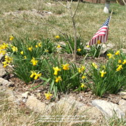 Location: My garden in Kentucky
Date: 2006-03-27