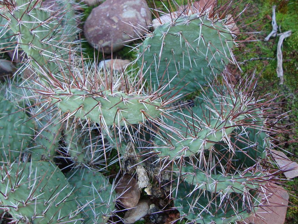 Photo of Prickly Pears (Opuntia) uploaded by Paul2032