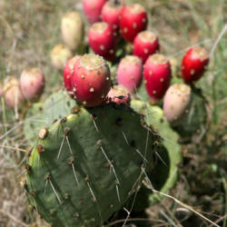 Location: Texas
Date: 2008
Pads (nopales) and fruit of an Opuntia