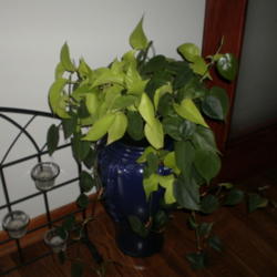 Location: Home
Date: 2011-07-02
'Lemon Lime' is the light colored plant