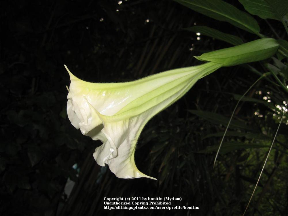 Photo of Angel Trumpet (Brugmansia suaveolens) uploaded by bonitin