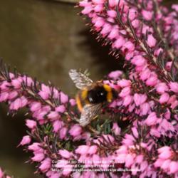 Location: my garden, Gent, Belgium
Date: 2011-03-25
Great food source for bees! :)