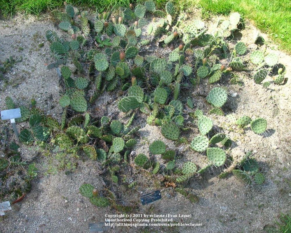 Photo of Prickly Pears (Opuntia) uploaded by eclayne