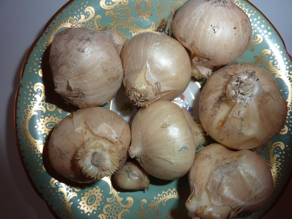 Photo of Bulgarian Honey Garlic (Allium siculum subsp. dioscoridis) uploaded by sandnsea2
