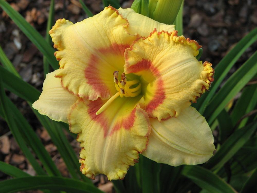 Photo of Daylily (Hemerocallis 'In Style') uploaded by tink3472