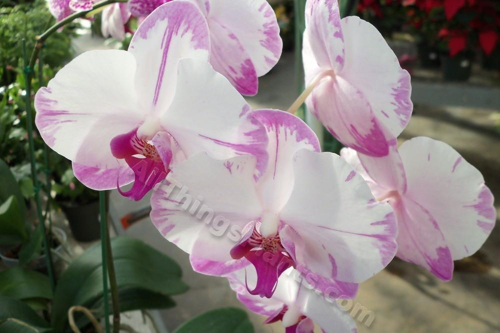 Photo of Moth Orchid (Phalaenopsis) uploaded by virginiarose