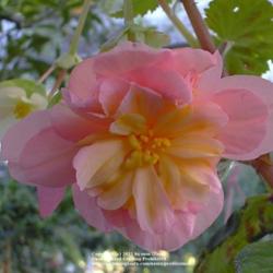 Location: In my Northern California garden
Date: 2006-10-22
Unidentified Begonia