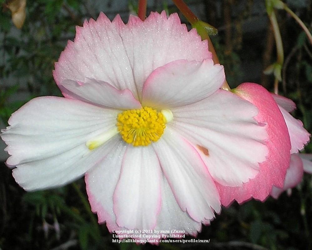 Photo of Tuberous Begonia (Begonia x tuberhybrida 'Picotee White/Pink Edge') uploaded by zuzu