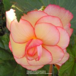 Location: In my Northern California garden
Date: 2009-08-10