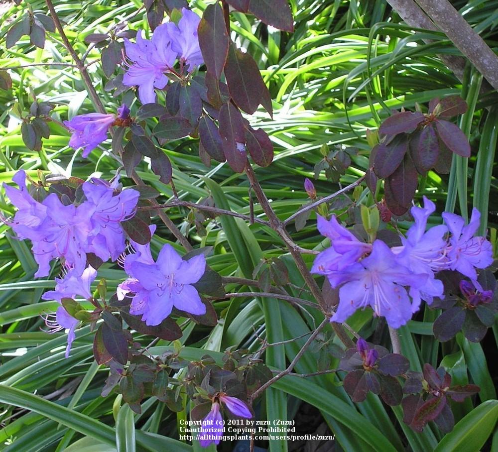 Photo of Rhododendron 'California Blue' uploaded by zuzu