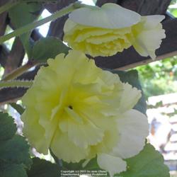 Location: In my Northern California garden
Date: 2009-07-21