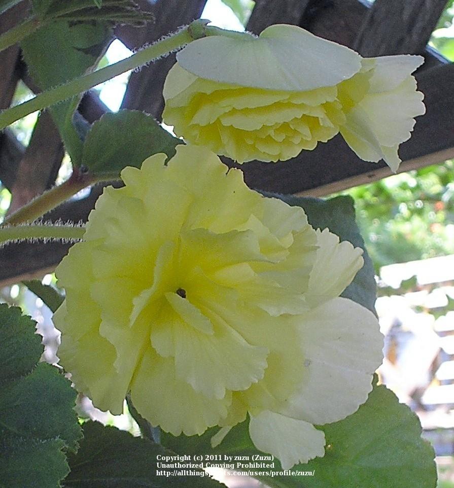 Photo of Hybrid Tuberous Begonia (Begonia x tuberhybrida 'Ruffled Yellow') uploaded by zuzu