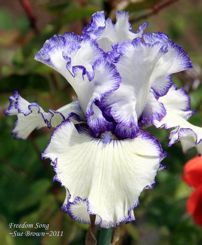 Photo of Tall Bearded Iris (Iris 'Freedom Song') uploaded by Calif_Sue