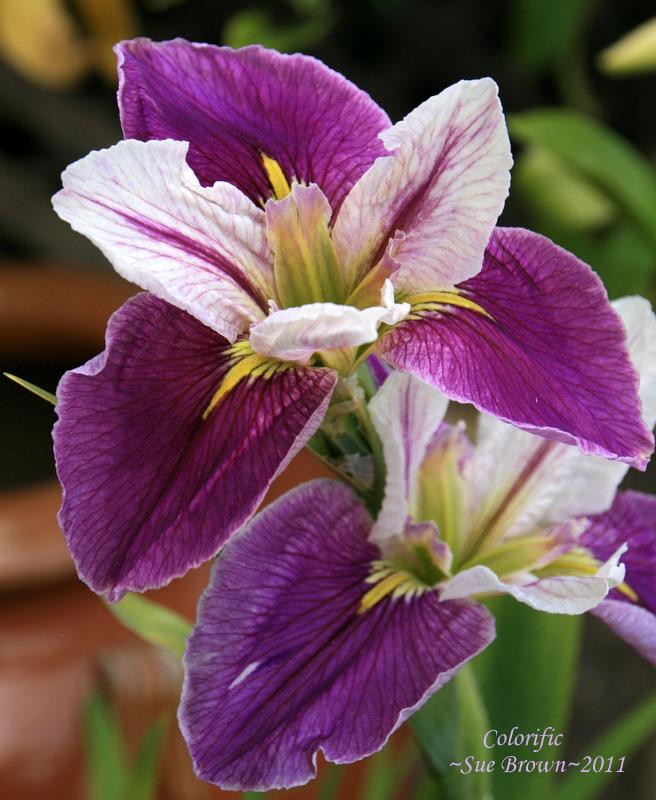 Photo of Louisiana Iris (Iris 'Colorific') uploaded by Calif_Sue
