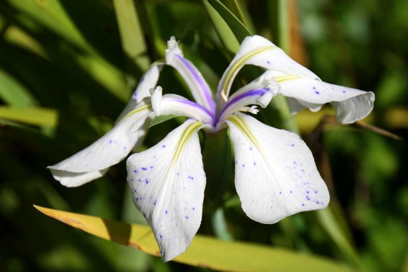 Photo of Species Iris (Iris laevigata 'Mottled Beauty') uploaded by Calif_Sue
