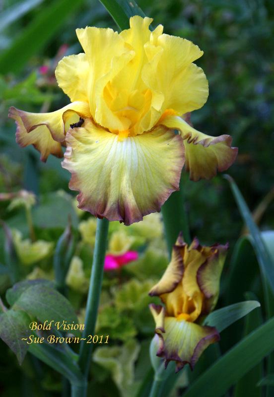 Photo of Tall Bearded Iris (Iris 'Bold Vision') uploaded by Calif_Sue