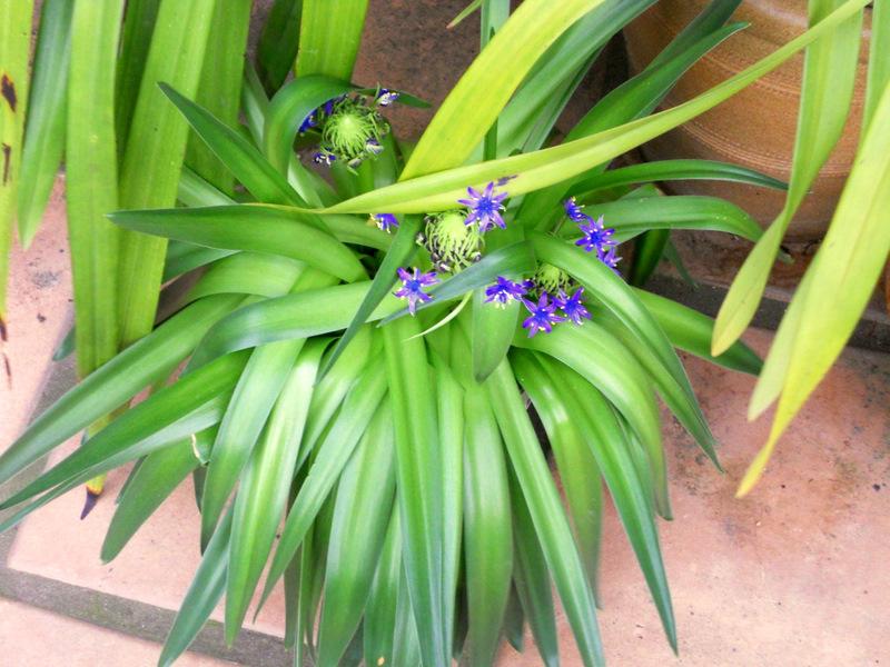 Photo of Peruvian Lily (Scilla peruviana) uploaded by Calif_Sue