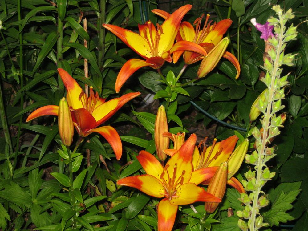 Photo of Lily (Lilium 'Cancun') uploaded by Carolyn22