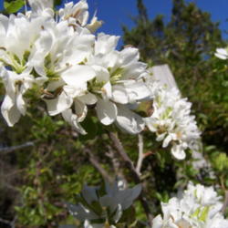 Location: Medina Co., Texas
Date: April 2008
Anacacho Orchid Tree