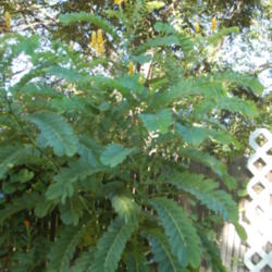 
Date: 2011-10-02
Planted early spring at 18\" tall.  One season growth about 9 foo