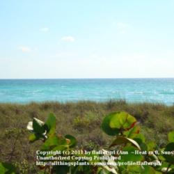 Location: zone 10 Martin County, Fl.
Date: 2009-05-01
seagrape in foreground