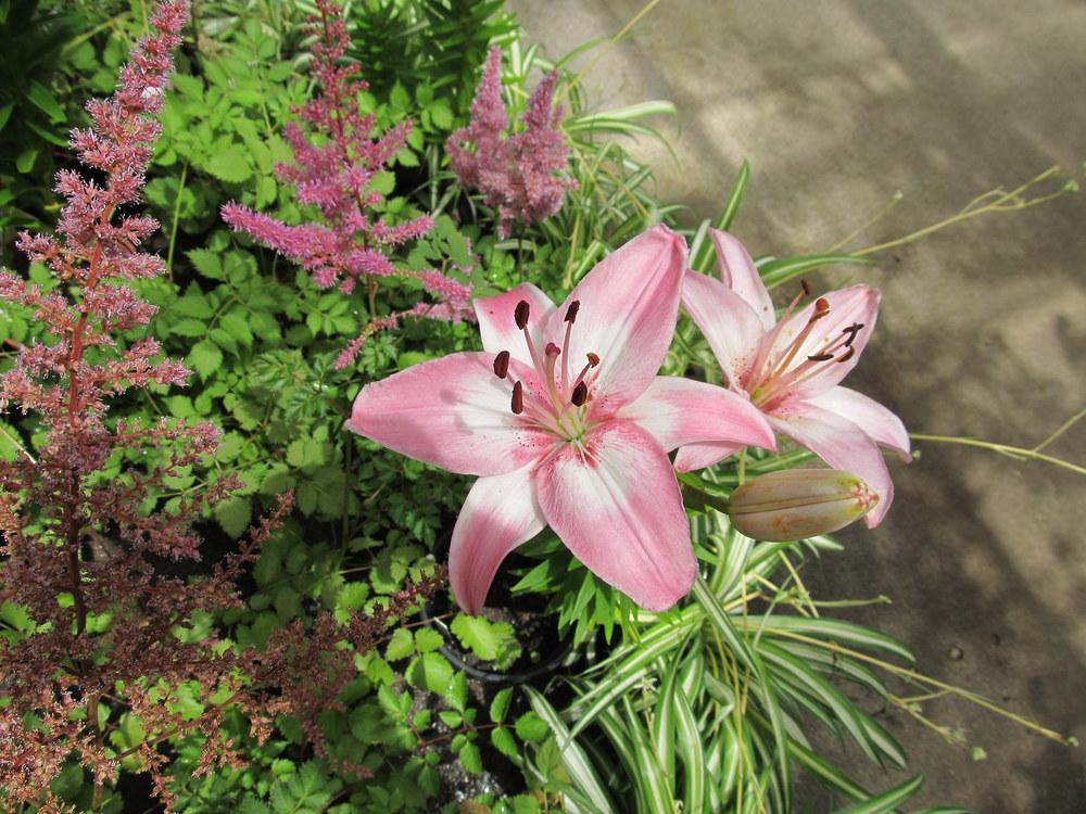 Photo of Lily (Lilium 'Vermeer') uploaded by jmorth