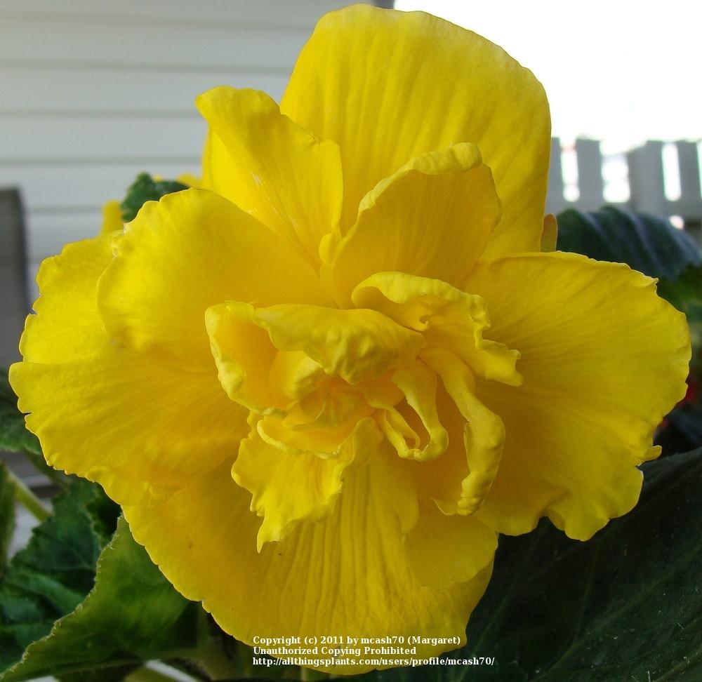 Photo of Tuberous Begonia (Begonia x tuberhybrida Nonstop™ Yellow) uploaded by mcash70
