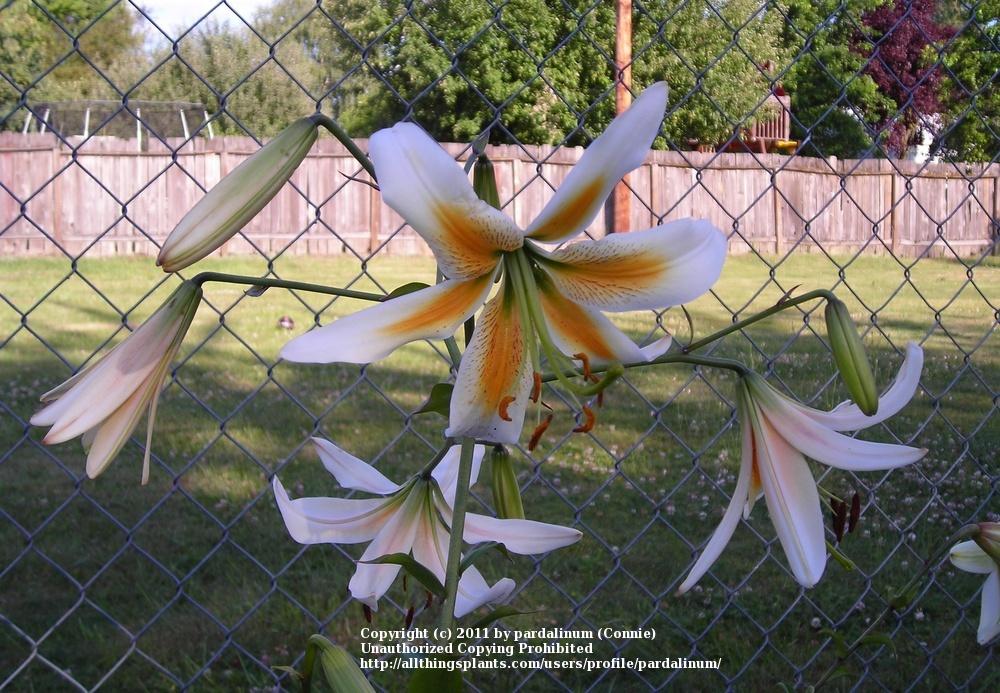 Photo of Lily (Lilium 'El Flame') uploaded by pardalinum