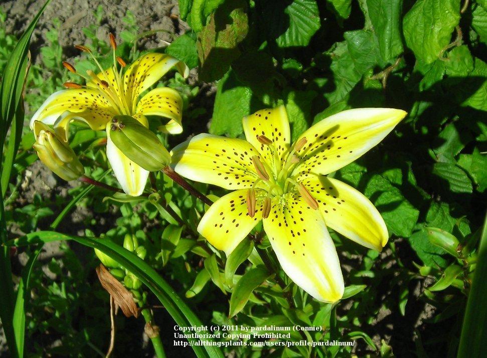 Photo of Lily (Lilium 'Electric Yellow') uploaded by pardalinum