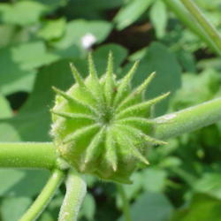 Location: North Carolina, USA. USDA zone 7b.
Date: July 31, 2006
It is said that the pod was used to imprint butter.