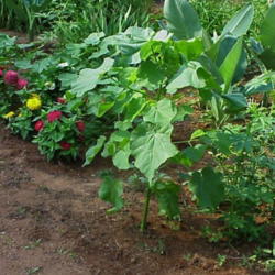 Location: North Carolina, USA. USDA zone 7b.
Date: July 11, 2006
With zinnias (L) and Musella lasiocarpa (R)