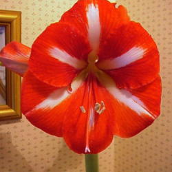 Location: North Carolina, USA. USDA zone 7b.
Date: December 20, 2007
A wonderfully recurved cultivar not widely offered.