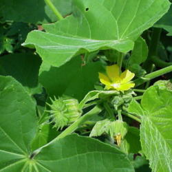 Location: North Carolina, USA. USDA zone 7b.
Date: July 31, 2006
Foliage, flower and seedpod.